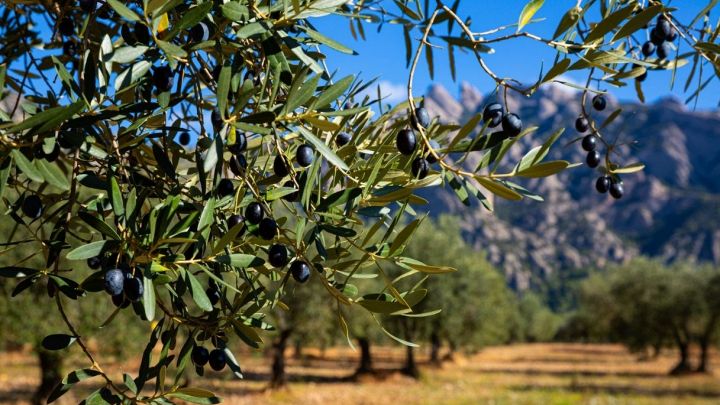 L'olio migliore? Per il Financial Times non è quello italiano