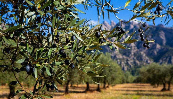 Uliveto autunnale in Spagna