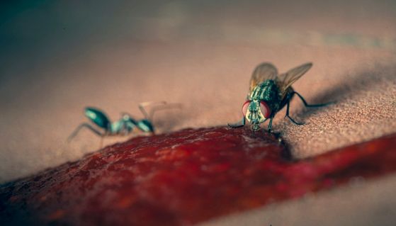 Una mosca e una formica si nutrono di una chiazza di sugo di pomodoro