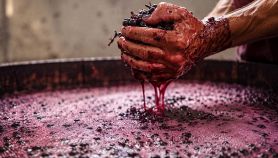 Le mani di un viticoltore reggono dell'uva che gronda succo durante la pigiatura