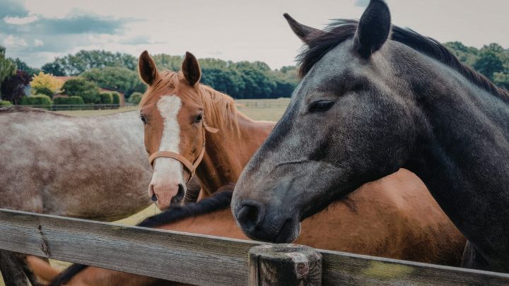Carne di cavallo, nuovo scandalo: cosa succede in Europa?