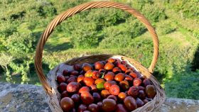 Un cesto di giuggiole appena colte poggiato sul muretto di un frutteto