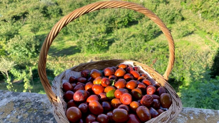 Un cesto di giuggiole appena colte poggiato sul muretto di un frutteto