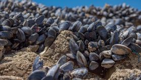Cozze secche al sole su uno scoglio