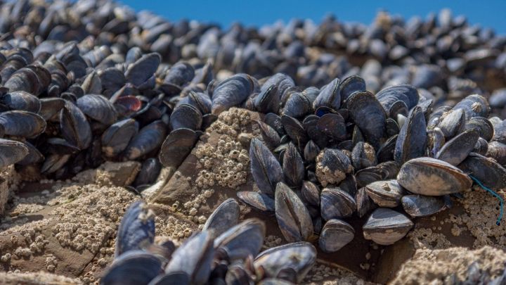 Cozze secche al sole su uno scoglio