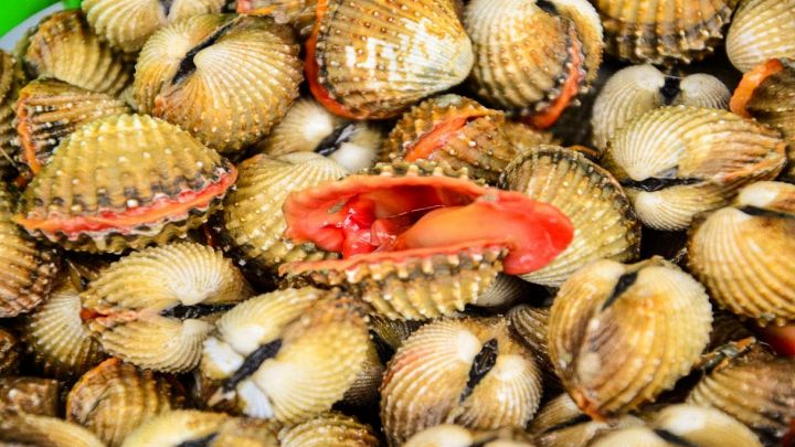 Primo piano di crostacei blood clams