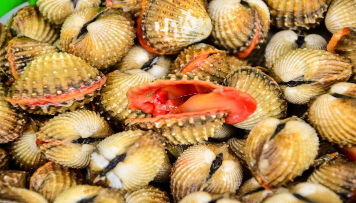 Primo piano di crostacei blood clams