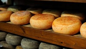 Forme di formaggio durante la maturazione