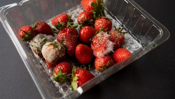 Fragole in vaschetta di plastica con muffa