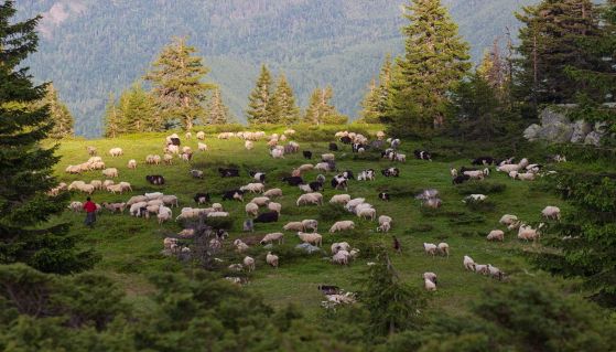 Montagna sullo sfondo con gregge di pecore al pascolo