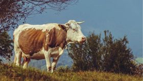 Mucca di razza olandese con campana al pascolo in Transilvania