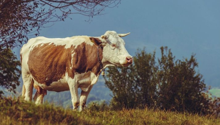 Mucca di razza olandese con campana al pascolo in Transilvania