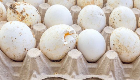 Uova bianche sporche e con crepe in un grande contenitore di cartone 