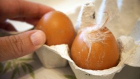Una donna tocca due uova sporche con piume e secrezioni in un contenitore per uova in cartone