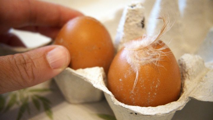 Una donna tocca due uova sporche con piume e secrezioni in un contenitore per uova in cartone