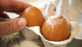 Una donna tocca due uova sporche con piume e secrezioni in un contenitore per uova in cartone