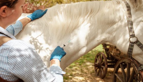 Cavallo bianco curato da una veterinaria
