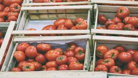 Cassette di pomodori freschi al mercato