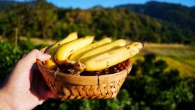 Una donna regge un cestino con dentro delle banane Cavendish esposte all'aria e al sole della Thailandia