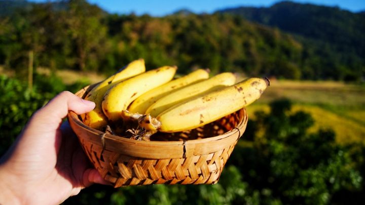 Una donna regge un cestino con dentro delle banane Cavendish esposte all'aria e al sole della Thailandia