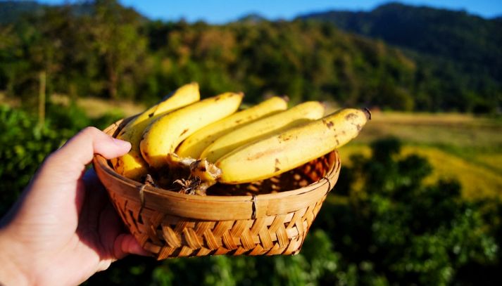 Una donna regge un cestino con dentro delle banane Cavendish esposte all'aria e al sole della Thailandia