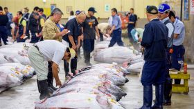 Degli esemplari di tonno rosso esposti in fila al mercato ittico di Tokyo