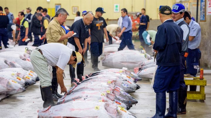 Degli esemplari di tonno rosso esposti in fila al mercato ittico di Tokyo
