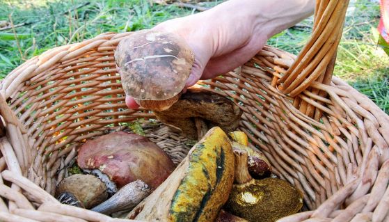 Funghi nel cestino all'interno del bosco
