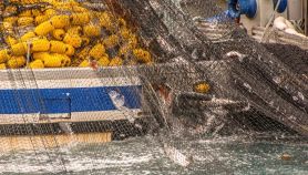 La pesca con le reti del salmone allevato