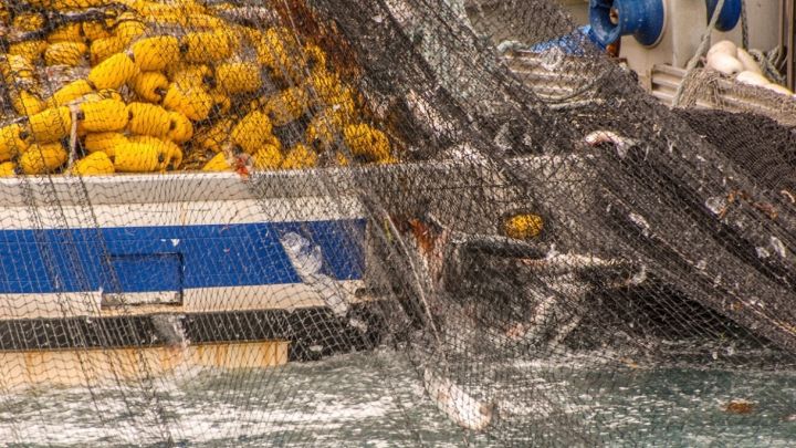 La pesca con le reti del salmone allevato