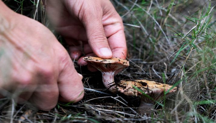 Uomo raccoglie funghi nel bosco
