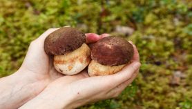 Funghi porcini nelle mani femminili