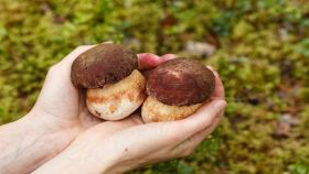 Funghi porcini nelle mani femminili