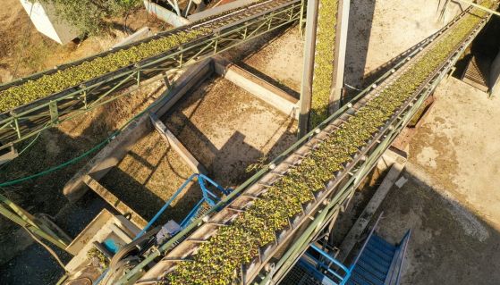 Olive fresche su macchinari per la molitura al frantoio