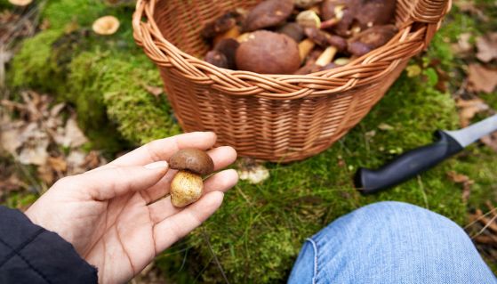 Persona intenta a raccogliere funghi nel bosco