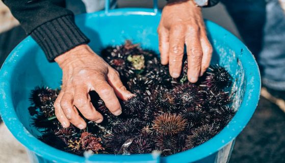 Mani di uomo sistemano i ricci di mare appena pescati
