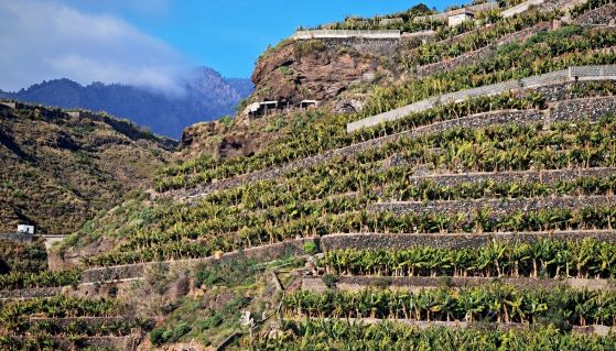 Una piantagione di banane cavendish alle isole Canarie
