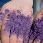 ube in polvere