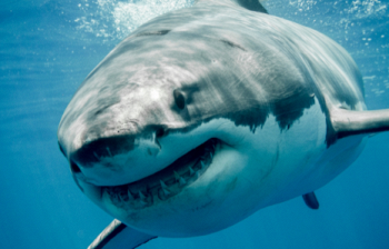 Sei pronto per un incontro ravvicinato con lo squalo più pericoloso? GIOCA