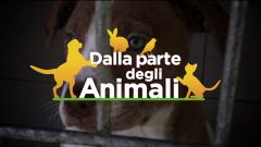 Dalla parte degli animali