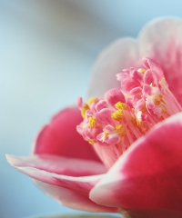 Fiera di Primavera: agricoltura, artigianato e cultura 2026