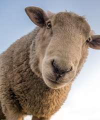 Sagra della pecora 2022, tradizioni murgiane in primo piano