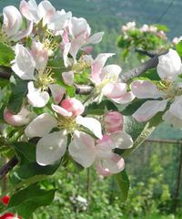 Fiori in festa - Sp31 5, Naz-Sciaves (BZ) - Edizione 2025 La natura si risveglia dopo il lungo inverno. I meli iniziano a fiorire. Le prime giornate miti danno nuovo slancio. È tempo di festeggi...