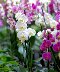 Orchidee a Breda di Piave