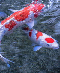 Esotika Pet Show 2026, il salone nazionale degli animali esotici e da compagnia