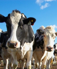 Maggio Fiaschettano - Piazza Martiri Garibaldini 8, Caneva (PN) - Enogastronomia, mostra di animali e tante serate danzanti La famosa mostra bovina proporrà come sempre una vasta varietà di razze. E' una Fiera di imp...