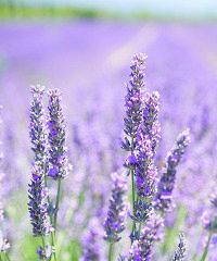 Primavera al Lavandeto di Assisi 2025 - Via dei Laghetti 15, Assisi (PG) - 4a edizione Il Lavandeto di Assisi organizza una mostra mercato dell' artigianato alla lavanda e allestisce il giardino con una mostra mercato delle p...