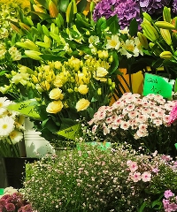 Carpinfiore 2024, torna la mostra mercato di piante e fiori