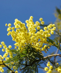 8 marzo 2026: ingresso gratuito per le donne nei musei statali