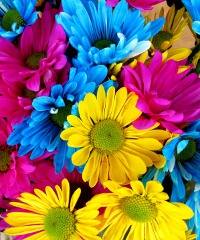 Florviva: mostra del fiore a Pescara